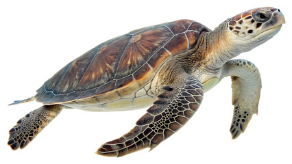 Obraz premium Sea Turtle Swimming with Detailed Shell Pattern marine life ocean Cutout PNG isolated on a transparent background