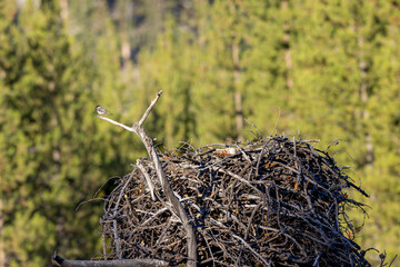 Chickadee on Osprey Nest