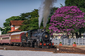 The tran and the purple ipê