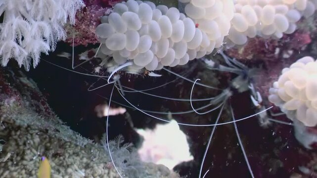 Explore a colorful reef in the Red Sea. Soft corals sway gently next to a crinoid. A small yellow fish swims into view, adding to the beauty of the underwater environment.