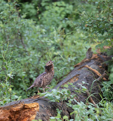 Ruffled Feathers, Wet Grouse