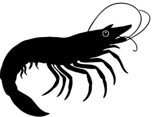 vector illustration of shrimp