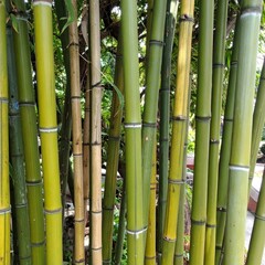 Obraz premium Tall Green Bamboo Stalks in Asian Garden for Premium Plant Object and Natural Concept