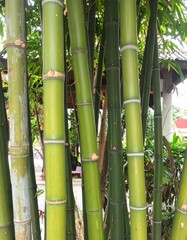 Obraz premium Tall Green Bamboo Stalks in Asian Garden for Premium Plant Object and Natural Concept