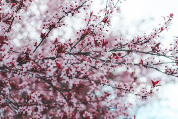 Cherry Blossoms in Full Bloom, Spring Nature Flowers and Seasonal Landscape Background