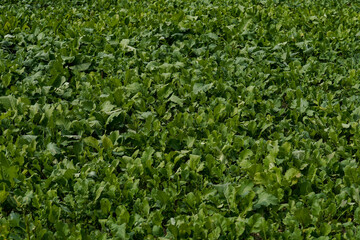Lush green deer food plot. 