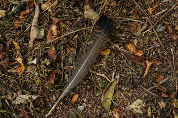 Turkey feather laying on the ground. Fall image, dried leaves, twigs, and the feather.