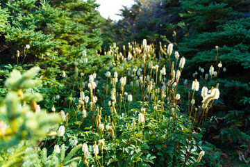 spring in the forest