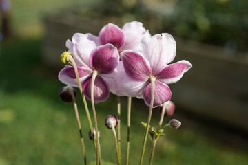 Back side of a bunch of Japenese Anemone flowers. Dark pink and light pink flowers.