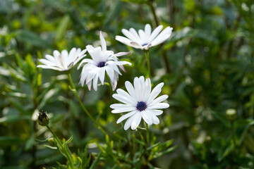 Blue disc daisies blooming outdoors. White petals with blue center. Unique and beautiful.