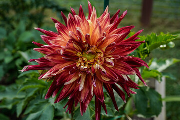 Large Akita dahlia flower in an outdoor garden. Red, orange, yellow, dinnerplate size dahlia.