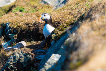 puffin in iceland