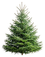 PNG Christmas evergreen tree pine decoration festival.