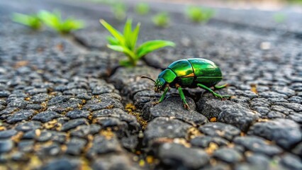Small green beetle crawling along a cracked asphalt road with weeds growing through the cracks, insect, asphaltpaved road