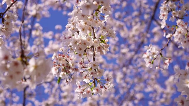 Sakura flowers cherry blossom in Tokyo. Popular tourism destination for sakura spring season in Japan.