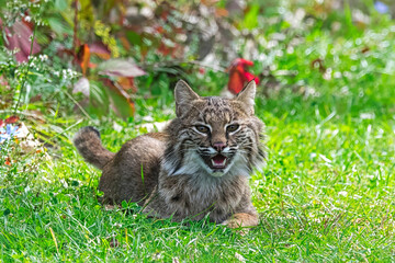 Female Bobcat closeup.