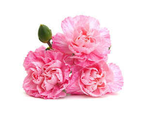 Stack Red Pink Carnations on white background