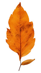 Fototapeta premium PNG Leaf plant tree fragility.