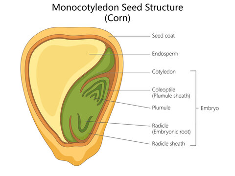 monocotyledon seed structure of corn with labeled parts including seed coat, endosperm, cotyledon, and embryo diagram hand drawn schematic vector. Science educational illustration