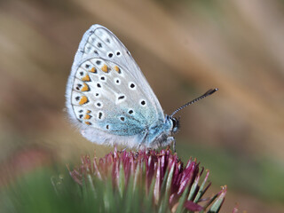 Isolated close-up of the ventral view of a male European blue butterfly (polyommatus Icarus) perched on a greater burdock (arcticum lappa) in a field in Bonn, Germany, September.