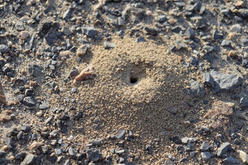 Close-up of ant nest. Nest for insect. Exterior view of an anthill in sand.Nest in sand.