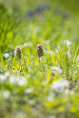 春の野原に咲くヒメオドリコソウ