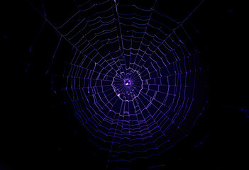 Spider in center of web glowing with purple neon light on dark background creating spooky Halloween atmosphere, eerie mystical mood and creepy natural horror design
