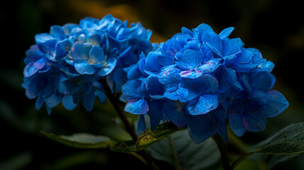 Blue hydrangea flowers in a garden, close-up, natural lighting, green leaves, high-resolution photography, high level of detail, high quality