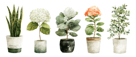 Five Decorative Potted Plants in Various Styles and Colors with Transparent Background
