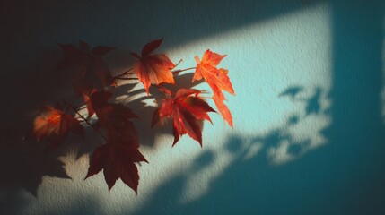 Autumn background with shadow of the maple tree leaves on a wall. Abstract Autumnal scene.