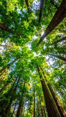 Fototapeta premium Majestic Redwood Trees Reaching Towards Blue Sky in Lush Forest
