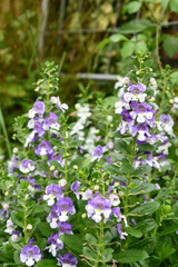 アンゲロニア　Angelonia