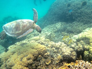 Fototapeta premium 海亀