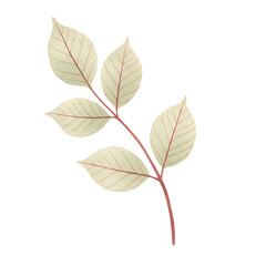 Delicate autumn leaf branch with veins isolated on transparent background