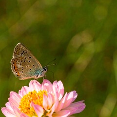 Obraz premium A butterfly rests on a pink flower