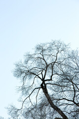 Bare Tree Silhouette Against Bright Blue Sky Landscape
