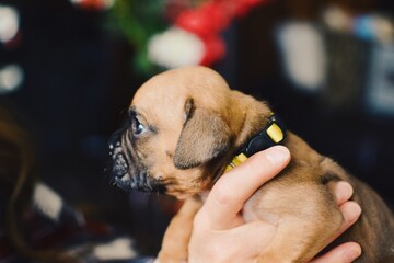 there is a small brown dog that is being held by a person