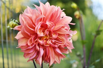 there is a pink flower that is in the middle of a garden