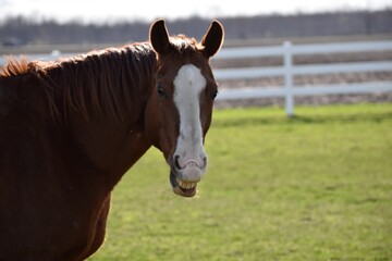there is a brown horse standing in a field with a white fence