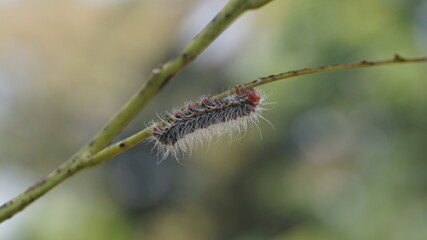caterpillar on a branch