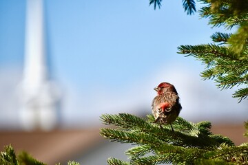 there is a bird sitting on a tree branch in front of a church