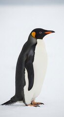Obraz premium A solitary emperor penguin stands proud on a pristine expanse of snow, showcasing its striking black and white plumage and vibrant orange markings.