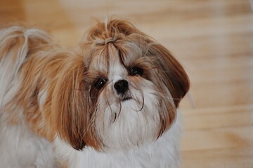 araffe dog with long hair standing on a hard wood floor