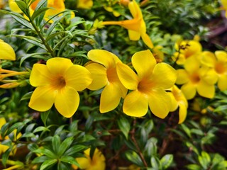 Obraz premium Allamanda cathartica flower in the morning