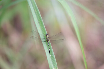 dragonfly on grass in the garden, note shallow depth of field