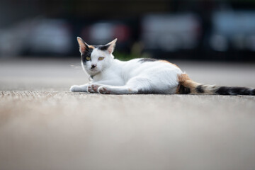 Cat lying on the cement floor in the park. Selective focus.