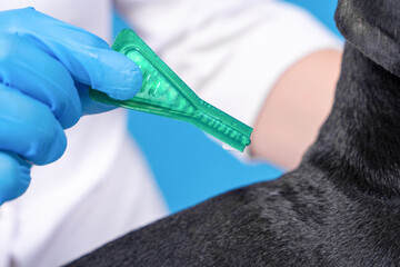 Close-up of a veterinarian applying topical flea and tick treatment on a dog's back. animal healthcare concept for pet safety and wellness.