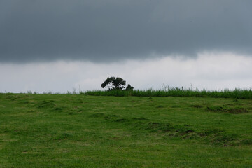 A lone tree stands on a grassy field under dark, heavy clouds, creating a dramatic and moody landscape scene. © Erhan