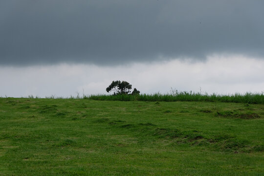 A lone tree stands on a grassy field under dark, heavy clouds, creating a dramatic and moody landscape scene.