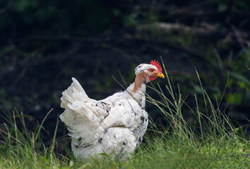 A white naked neck hen stands in tall grass, showing its distinctive red comb and bare neck.